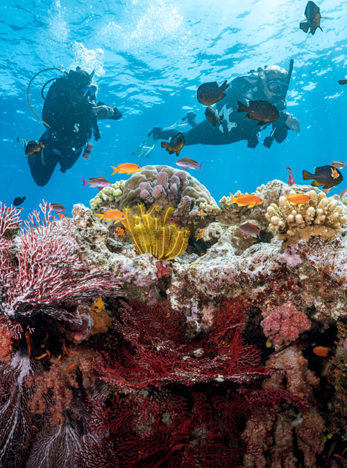 Learn to Dive in Fiji Tourism Fiji